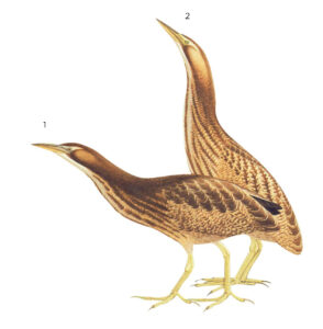 Illustration of species