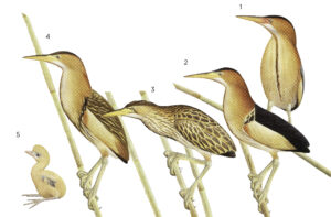 Illustration of species