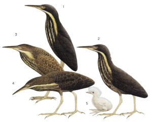 Illustration of species