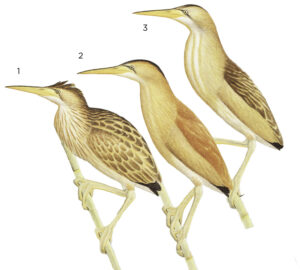 Illustration of species