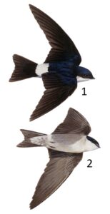 Illustration of species