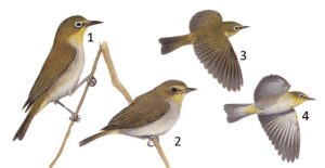 Illustration of species