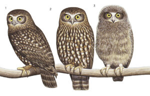 Illustration of species